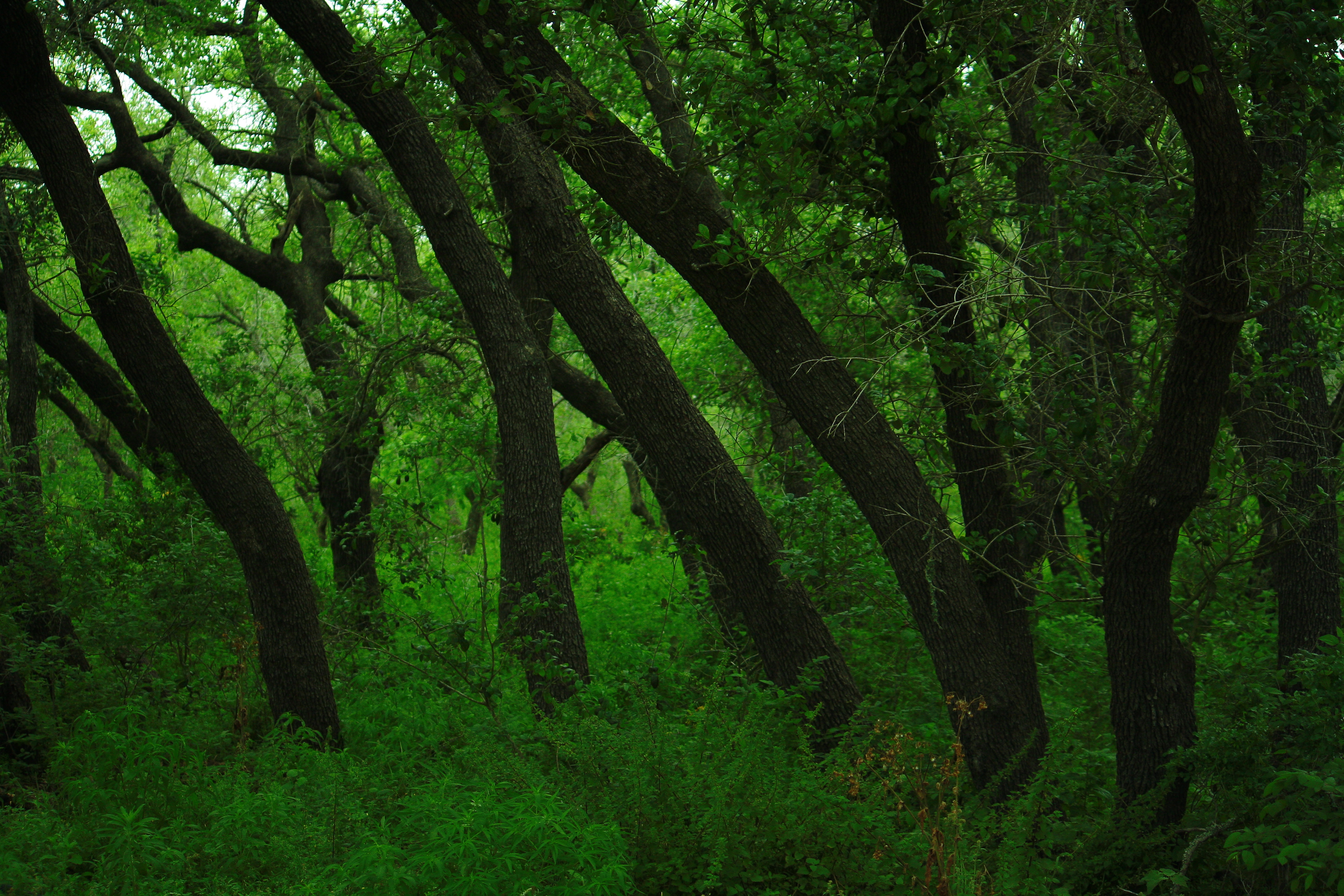 Live Oak Forest Near Hill Country Could Soon Be Sacrificed to Frack